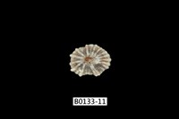 藏品(菊松螺)的圖片